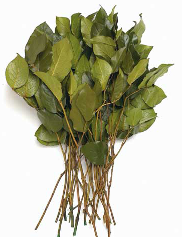 Salal Leaves